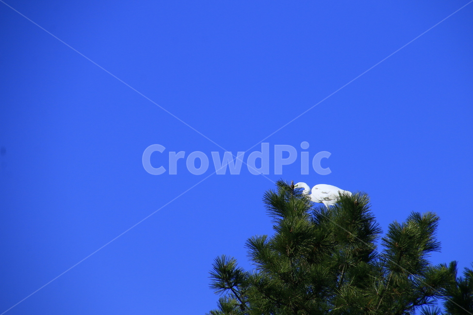 새,동물,animal,식물,전나무,아비,bird,tree