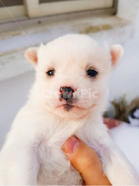 북극곰,강아지,동물,멍멍이,반려견,귀여운,흰털,맹수,아련함,동물,animal,포유류,mammal,개,강아지,dog,doggy