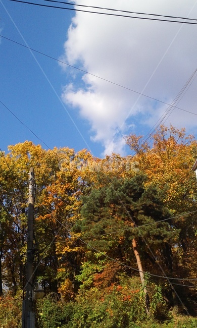 가을,하늘,가을하늘,나무,단풍,가을,계절,fall,autumn,season,tree,plant,식물