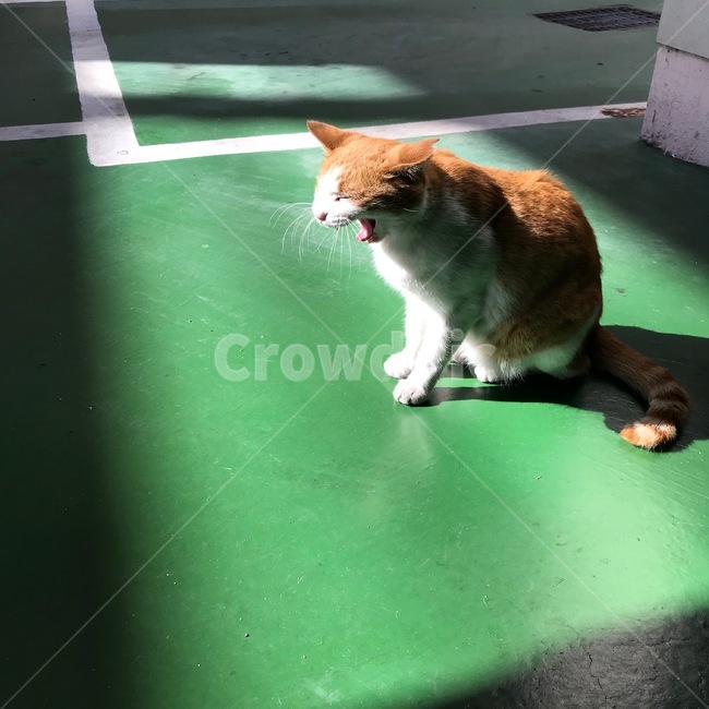 고양이,하품,주차장,휴식,나른한오후,cat