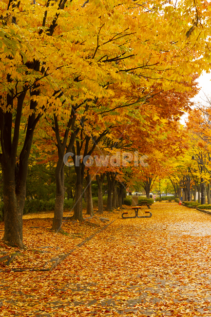 가을비,가을소경,낙엽,가울,단풍,단풍길,가을,계절,fall,autumn,season,tree,나무,plant,식물,leaf,잎,tree trunk,나무 줄기
