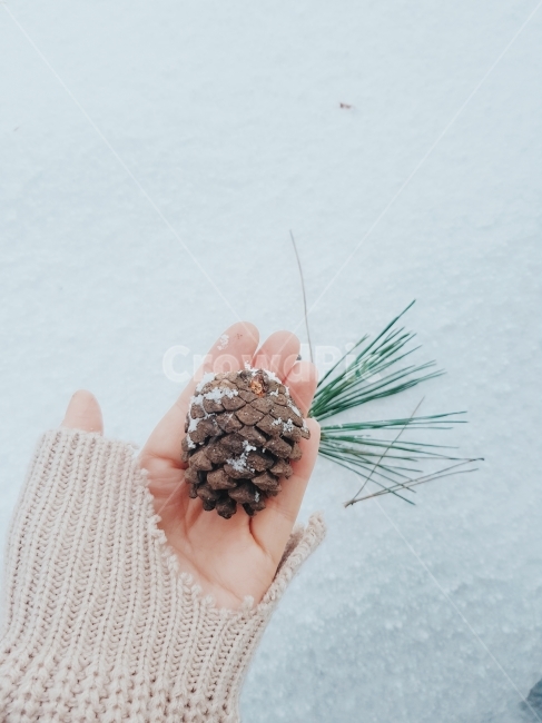 제주겨울,겨울,솔방울,크리스마스,감성사진,겨울,계절,winter,season,사람,인물,인간,human,person,신체일부,몸,body