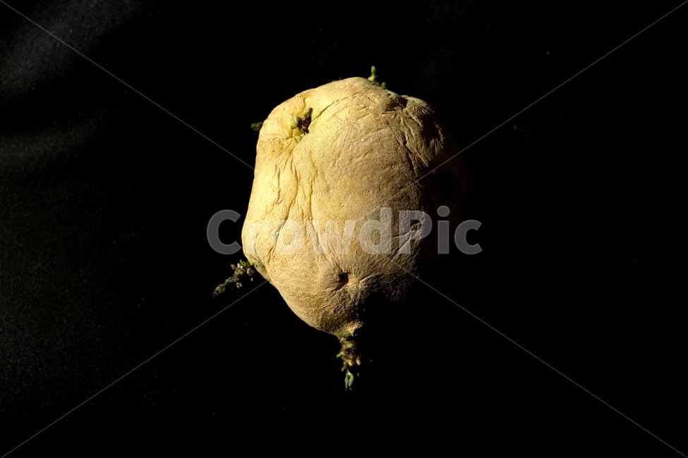 감자,식재료,식물,food,plant,potato,vegetable,채소,foodreserves,근접촬영,closeup,음식,식재료,요리,food,cook,meal,dishes,food reserves,채소,야채,vegetables