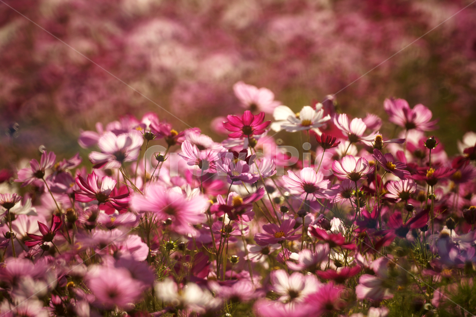 코스모스,꽃,식물,줄기,가을,자연,계절,가을,계절,fall,autumn,season,식물,자연,plants,nature,꽃,flower,plant,petal,꽃잎,blossom
