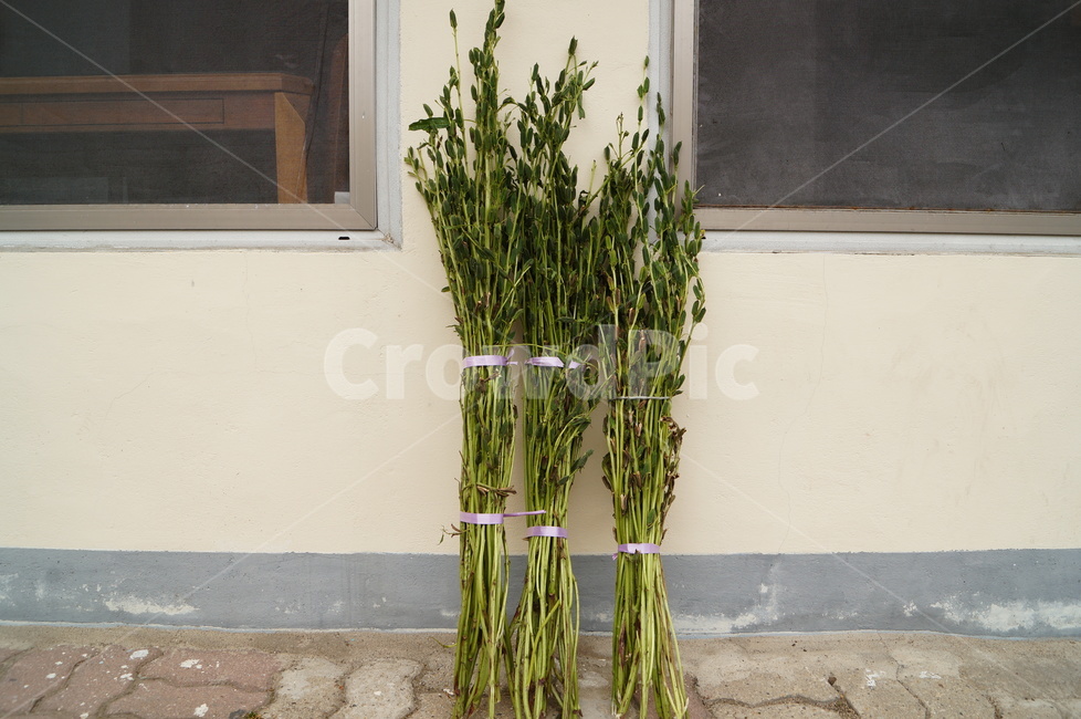 참깨,수확,농산물,식물,마당,초록,식물,자연,plants,nature