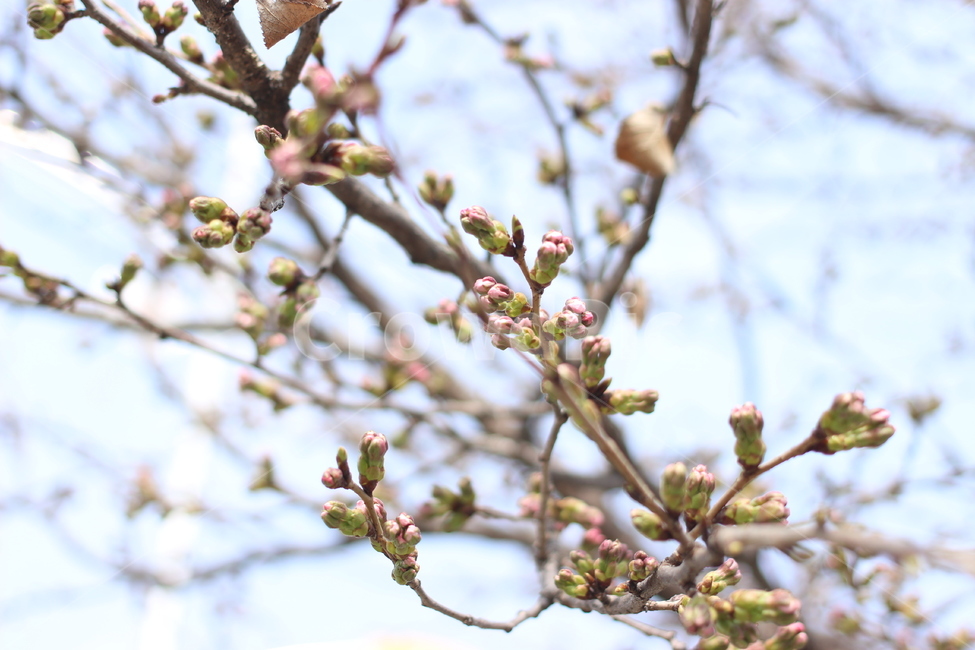 벚꽃,봉우리,개화,봄,사쿠라,인천대공원,자연,풍경,nature,landscape,꽃,flower,나무,trees,wood,plant,식물,blossom