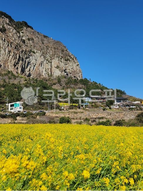 산방산, 유채꽃, 제주도, 자연, field, 사진,이미지,일러스트,캘리그라피 - akfldk2472작가 크라우드픽 - 저작권 걱정 없는 상업용 이미지