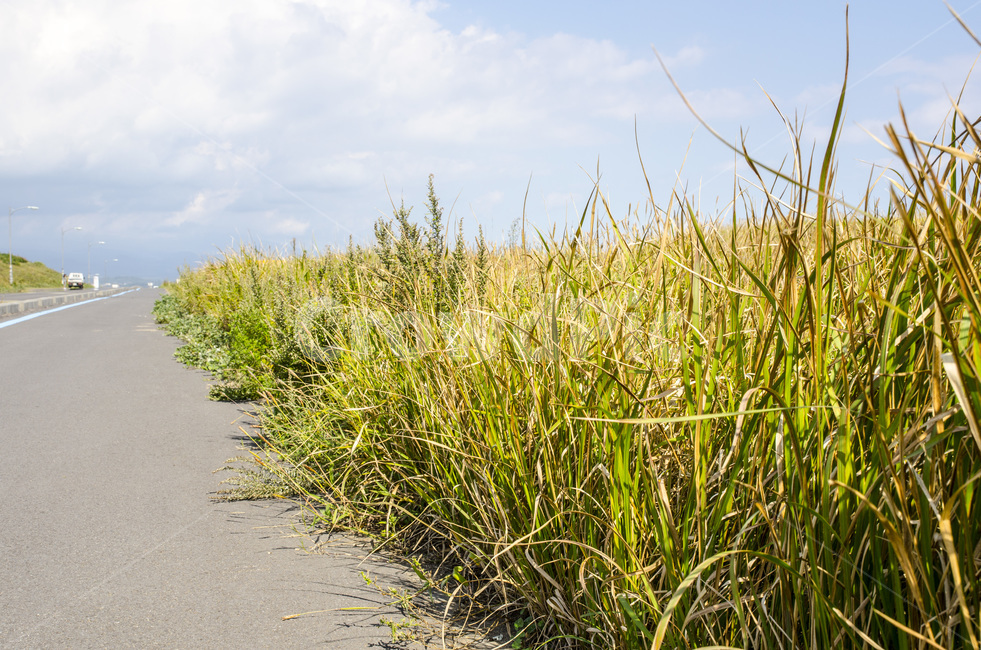 자연,풀,갈색,하늘,풍경,자연,풍경,nature,landscape,plant,식물,grass,잔디