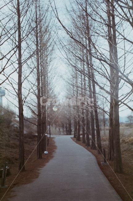 필름사진,메타세콰이어,나무,산책,가을,낙엽,쓸쓸함,외로움,감성