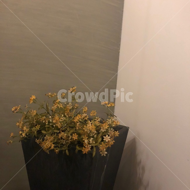 꽃,화분,식물,감성,노랑,flower