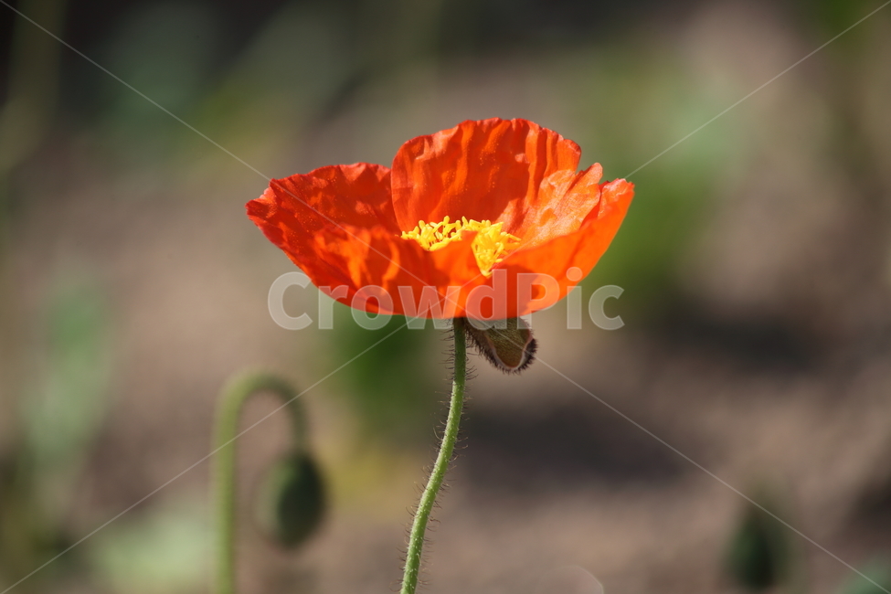 양귀비,꽃,꽃양귀비,조경용,poppy,식물,자연,plants,nature,꽃,flower