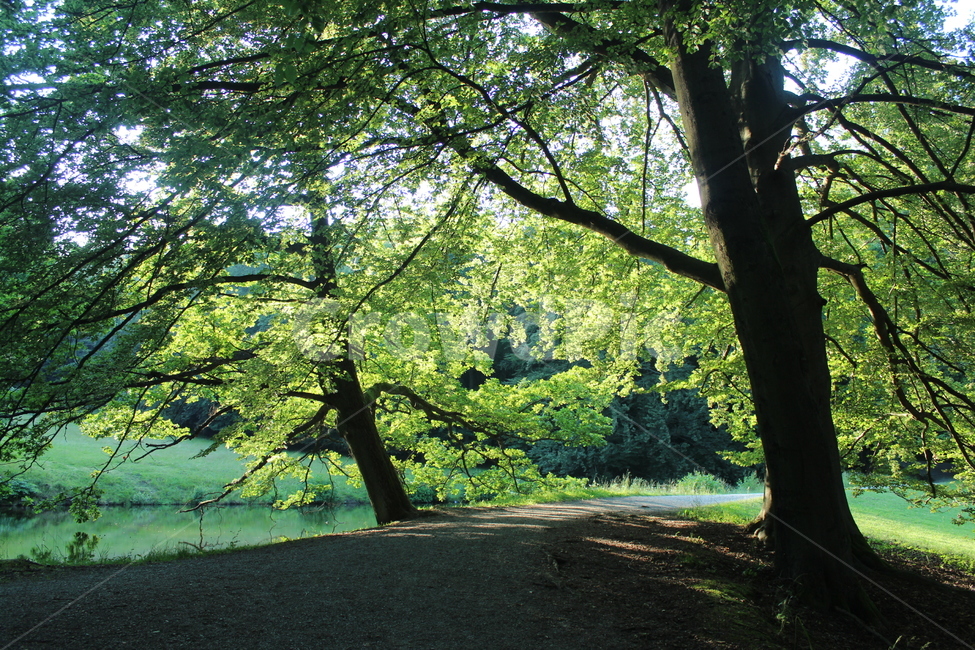 숲,forest,나무,피톤치드,초록,green,greenery,tree,나뭇가지,자연,nature,자연,풍경,nature,landscape,plant,식물,tree trunk,나무 줄기