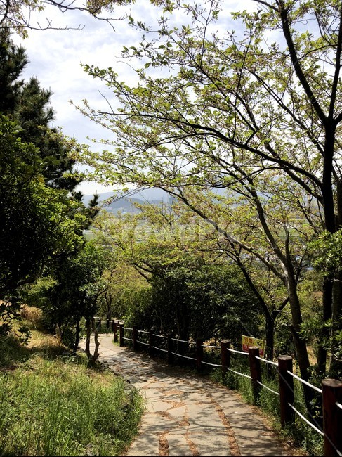 제주도,오름,자연,숲,둘레길,산책로,산책,힐링,휴식
