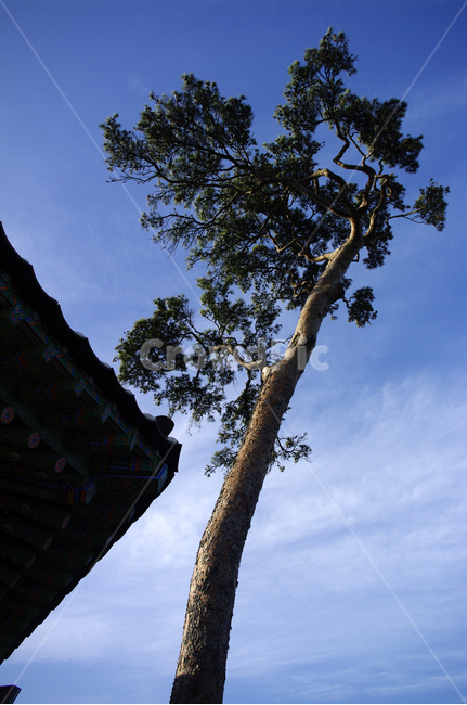 나무,식물,plant,하늘,소나무,식물,자연,plants,nature,나무,trees,wood