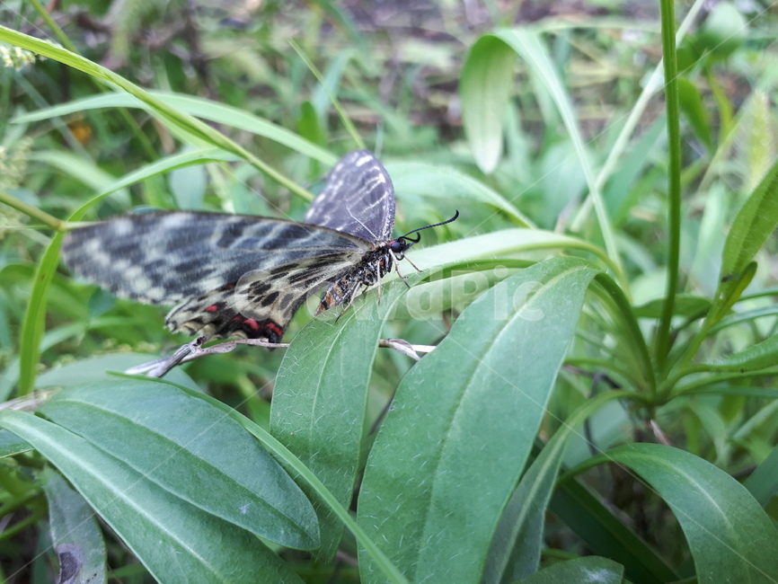 Nature,green,butterfly,tail,grass,background,plant,insect,animal,leafears,close