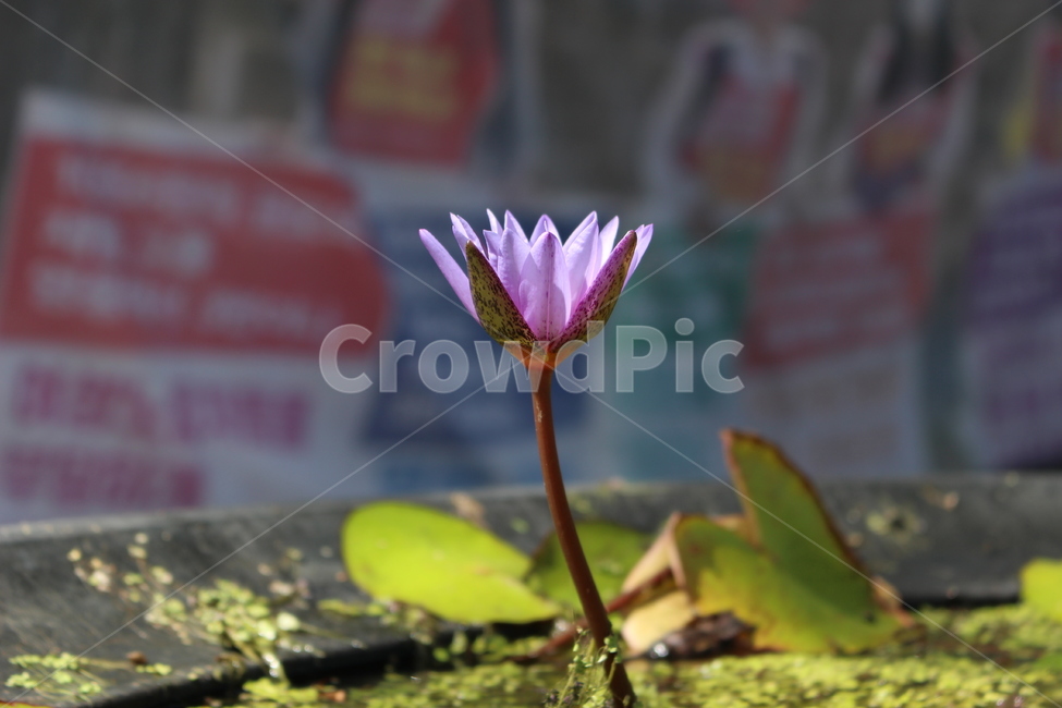 한송이,꽃,홀로,단독,꽃한송이,식물,자연,plants,nature,꽃,flower