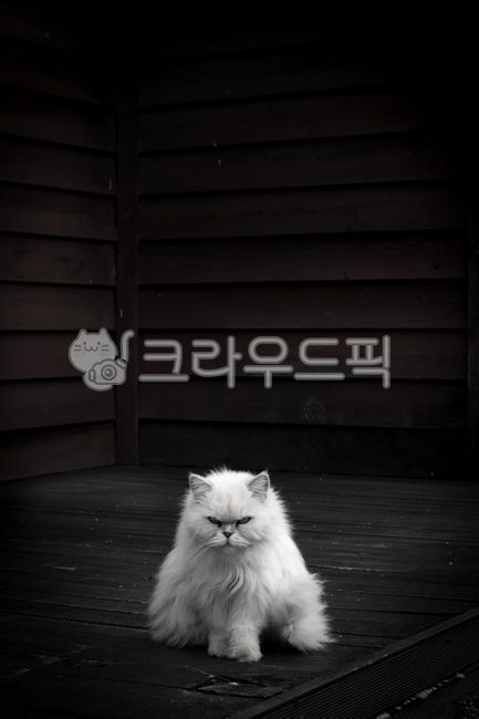 감성사진,동물,cat,animal,고양이,애완동물