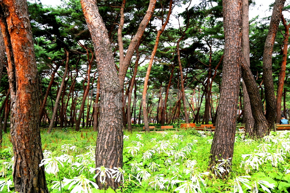 숲,나무,소나무,자연,풍경,자연,풍경,nature,landscape,한국자연풍경,한국자연경관,korea nature landscape,식물,plants,나무,trees,wood,plant,tree,tree trunk,나무 줄기