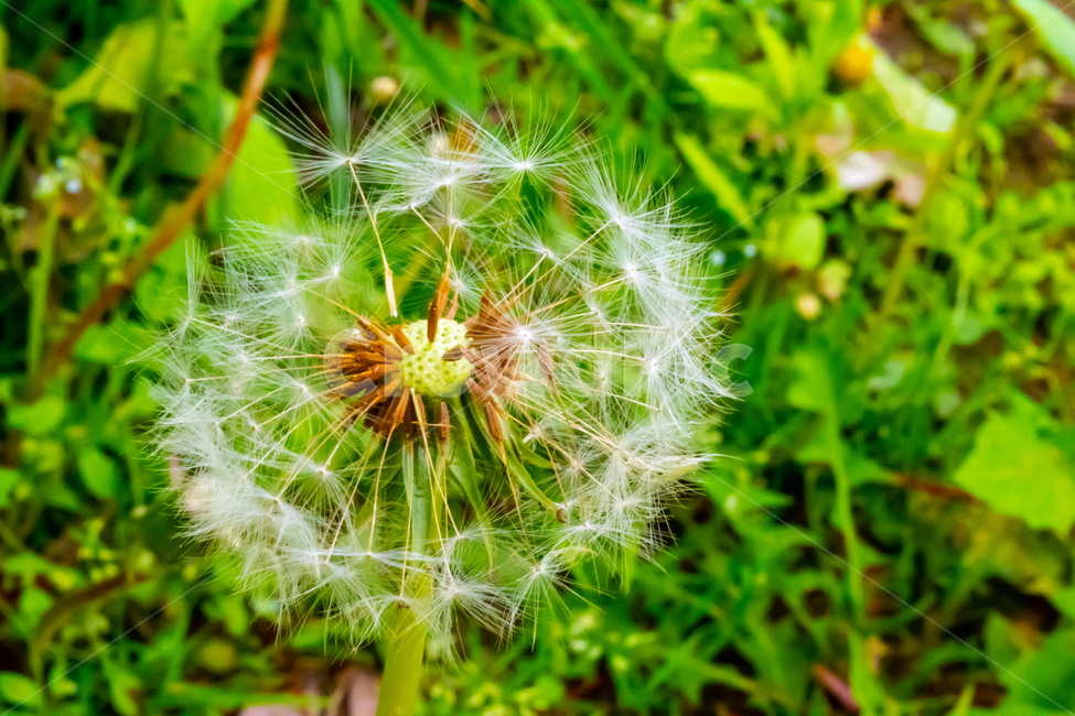 민들레,홀씨,꽃,감성,감정,씨,봄,식물,seeds,flower,dandelion,식물,자연,plants,nature
