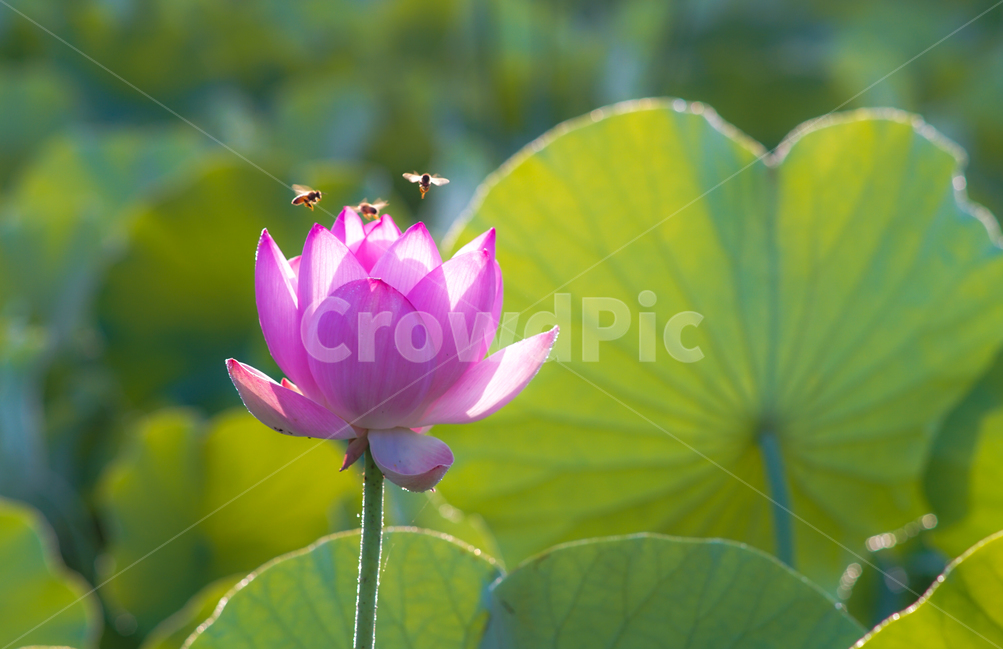 연,연밭,연꽃,꽃,수생,식물,연잎,식물,자연,plants,nature,꽃,flower,동물,animal,곤충,벌레,insect,bug