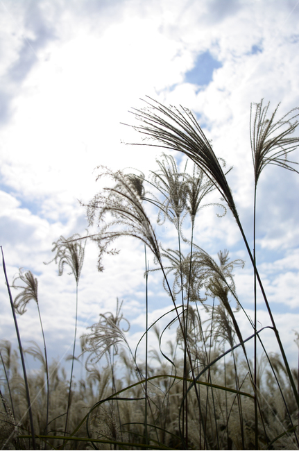 가을,억새,자연,nature,식물,plant,하늘,구름,식물,자연,plants,nature