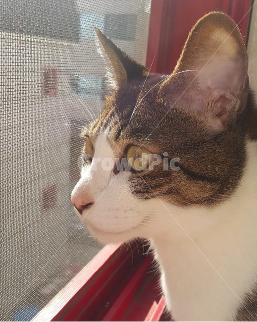 고양이,코리안숏헤어,코숏,반려묘,집고양이,이불,고양이동공,cat,koreanshorthair,한국고양이,믹스묘,고등어테비,고등어,고등어고양이,고등어테비고양이,gudeunggeotebi,acat,feline,수컷고양이,pussy,kitty,puss,brit,창문,창틀,빨강,바깥구경,햇빛,red
