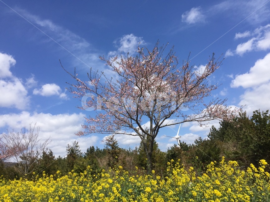 제주,하늘,유채꽃,벚꽃,봄