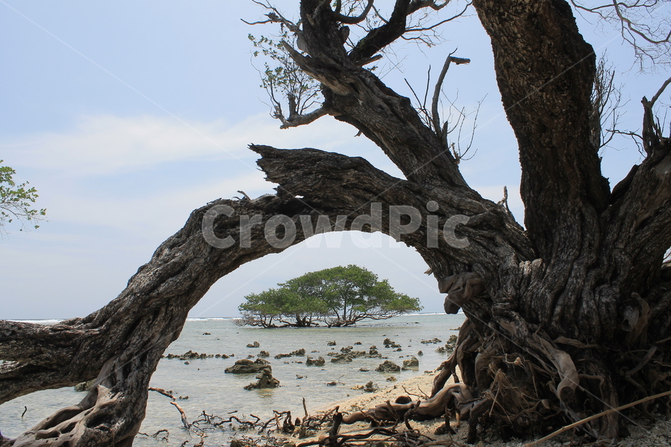 인도네시아,길리,해변,나무,나무해변,indonesia,gili,beach,beachandtree,vacation,nature,sea,고즈넉