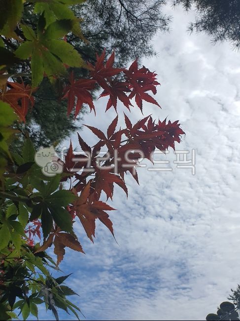 Maple leaf,Maple tree,autumn leaves,Maple,red maple leaf
