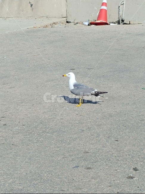 갈매기,바닷가,구경,산책,전망