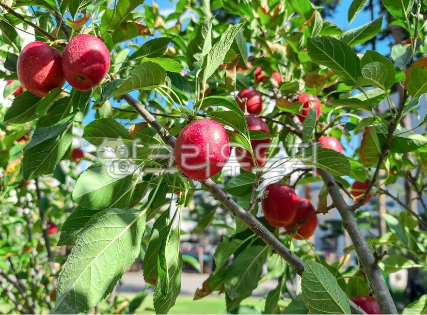 사과,사과나무,미니사과,루비에스종,리틀애플,작은사과,꼬마사과,사과열매,열매,사과나무잎,날사과,생사과,사과잎,부사,부사사과,홍사과,장과,사과농사,붉은사과,푸른잎,푸른잎사귀,잎사귀,과일,과실,과일나무,과실나무,식물,나무,가을,가을철,수확,추수,가을걷이,농작물,농사,농산물,농사일,애플,애플트리,애플나무,빨간사과,청과,적과,food,plant,fruit,apple,appletree