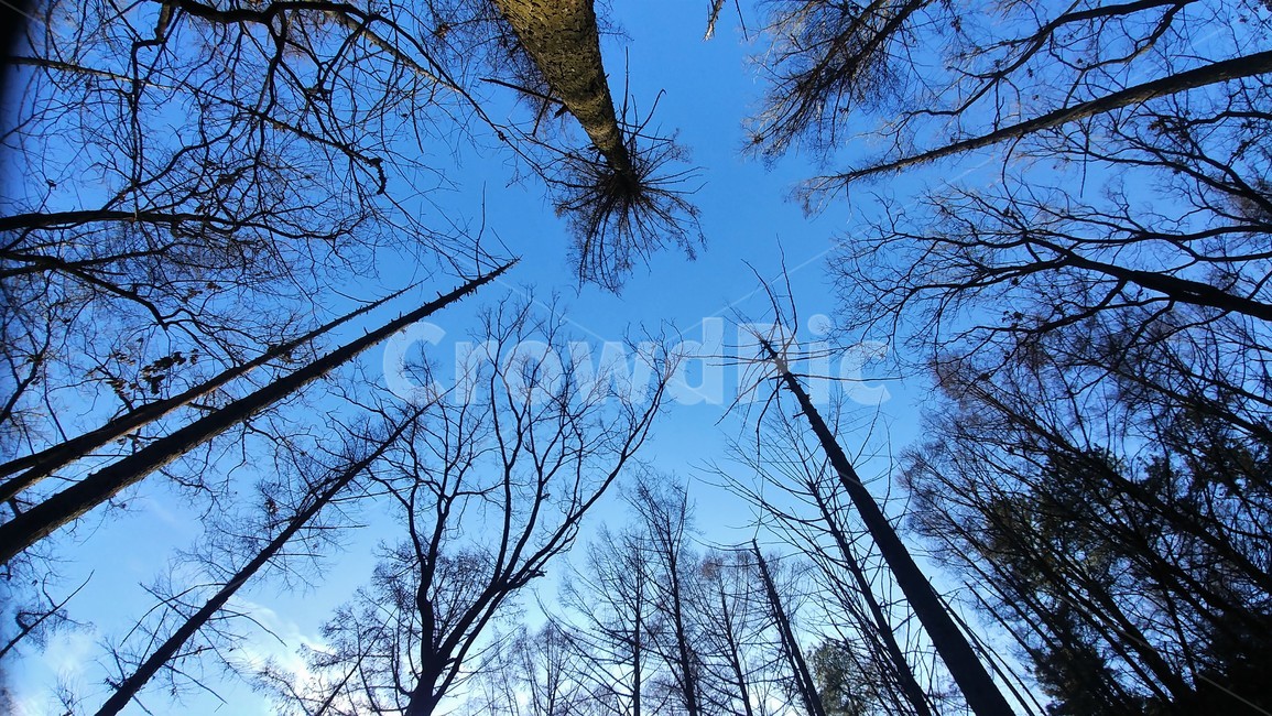 숲,나무,겨울숲,겨울나무,하늘,창공,sky,하늘풍경,자연풍경,한국풍경,자연경관,tree,plant,식물