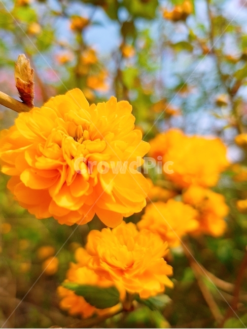 꽃,봄,blossom,plant,노랑,노란꽃,식물,자연,plants,nature,꽃,flower