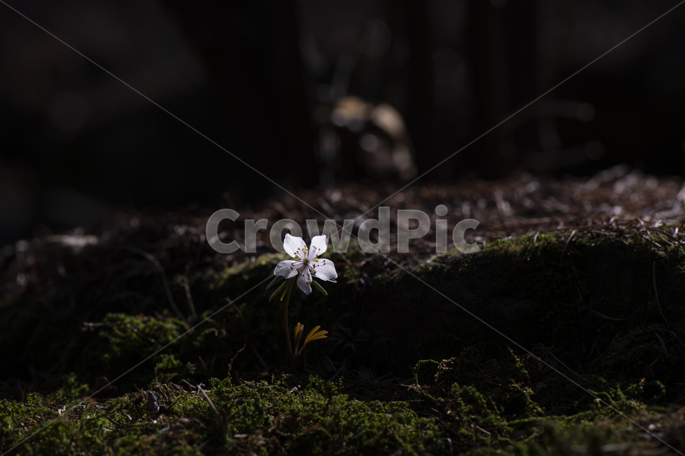 변산바람꽃,꽃,야생화,봄꽃,봄,식물,자연,바람꽃,개화,계절,접사,3월,잎,꽃잎,흰색,바위,이끼,돌,미나리아재비과,여러해살이풀,풀,숲,산,아름다운,작은꽃,희귀종,아침,어두운,클로즈업,여린,연약한,꽃술,멸종위기,들꽃,한송이,낙엽,식물,자연,plants,nature,꽃,flower