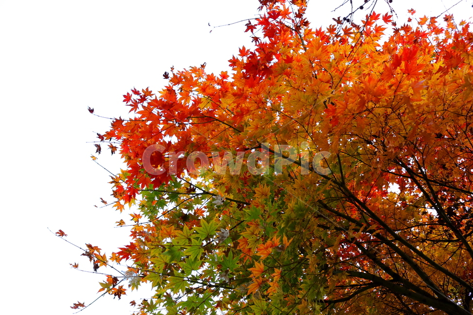 단풍,단풍나무,나무,식물,가을,자연,가을,계절,fall,autumn,season,식물,자연,plants,nature,나무,trees,wood,leaf,잎,plant,tree,maple