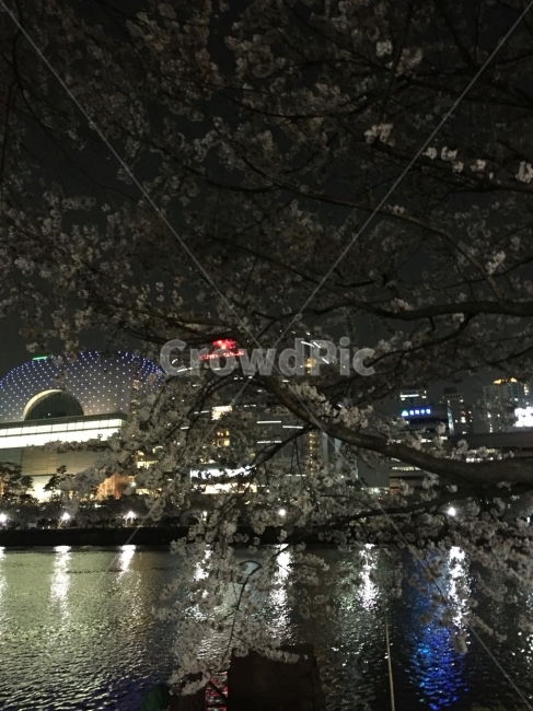 벚꽃,석촌호수,밤,데이트,산책,봄,계절,spring,season,야경,밤,풍경,nightscape,night,landscape,도시,city,한국도시풍경,한국도시경관,korea cityscape
