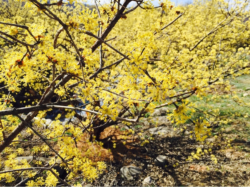 구례,산수유,꽃,봄,spring,봄,계절,spring,season,식물,자연,plants,nature,꽃,flower,tree,나무,plant,tree trunk,나무 줄기