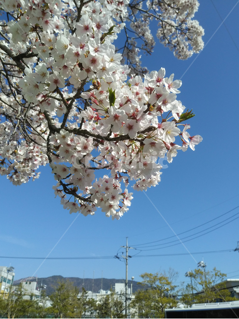 flower,spring,blue,sky,branch,tree,벚꽃,꽃,봄,나무,벚나무