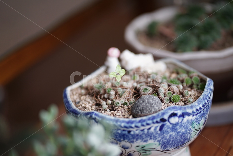 다육이,봄,spring,plant,식물,설레임