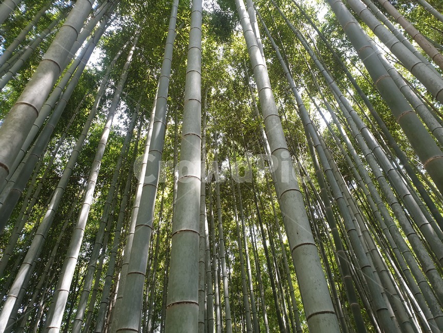 배경,풍경,대나무,숲,대나무숲,일본,아라시야마,bamboo,japan,죽림