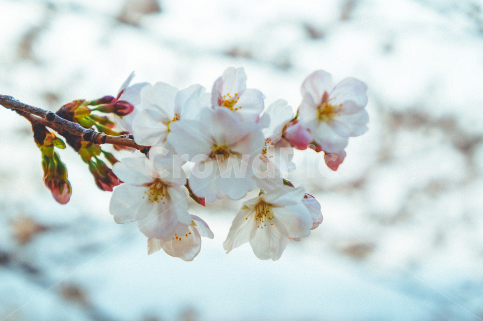 식물,봄,꽃,벚꽃,자연,봄,계절,spring,season,식물,자연,plants,nature,꽃,flower,plant,blossom
