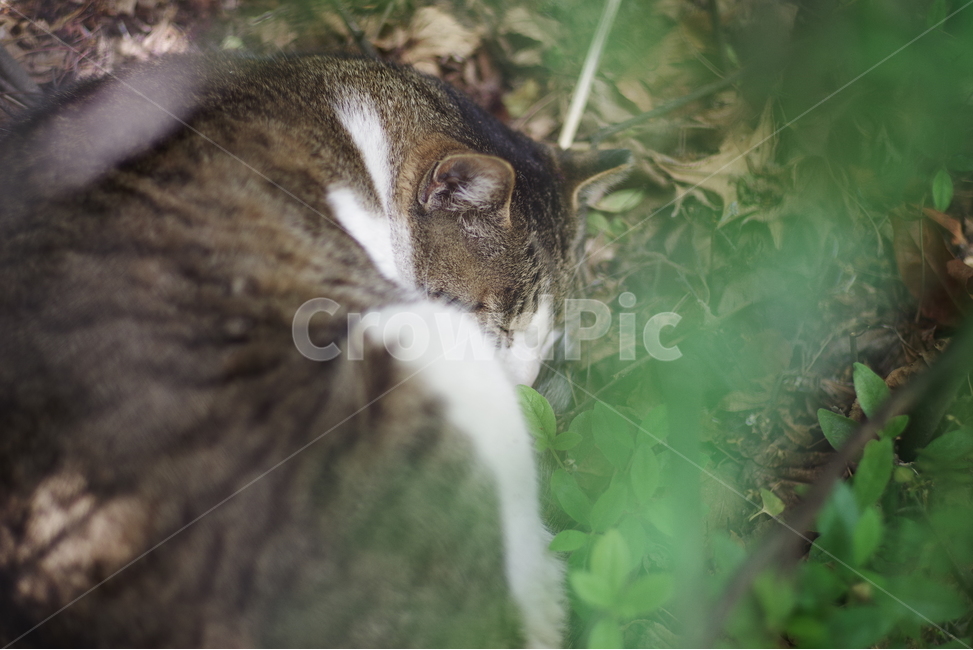 고양이,길냥이,길고양이,반려동물,동물,생명,자연,포유류,cat,kitty,kitten,cute,lovely,adorable,pet,animal,mammal,nature,natural,streetcat,wildcat,wild,야생,동물,animal,포유류,mammal,고양이,cat,kitten,kitty
