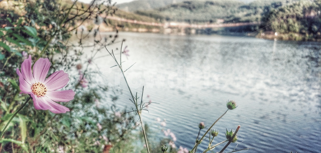 nature,자연,water,물,outdoors,옥외,경기도파주,마장,마장호수,풍경,꽃,자연,풍경,nature,landscape,식물,plants,꽃,flower
