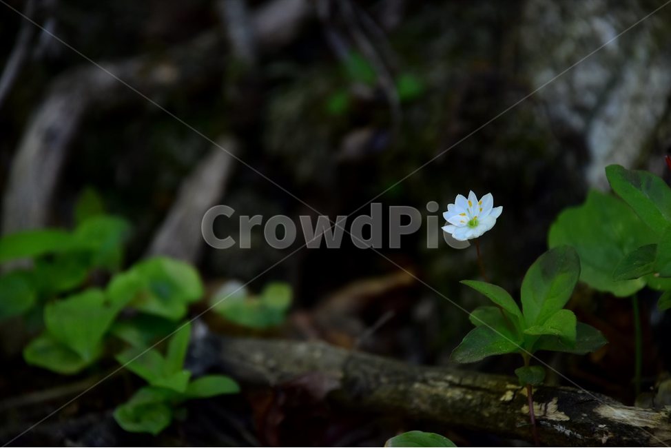 참기생꽃,야생화,꽃,식물,자연,생태,플라워,flower,plants,nature,식물,자연,plants,nature,꽃,flower