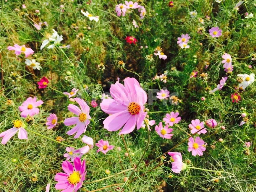 plant,식물,petal,꽃잎,꽃,flower,코스모스,가을,가을,계절,fall,autumn,season,꽃,flower,anemone,아네모네,blossom