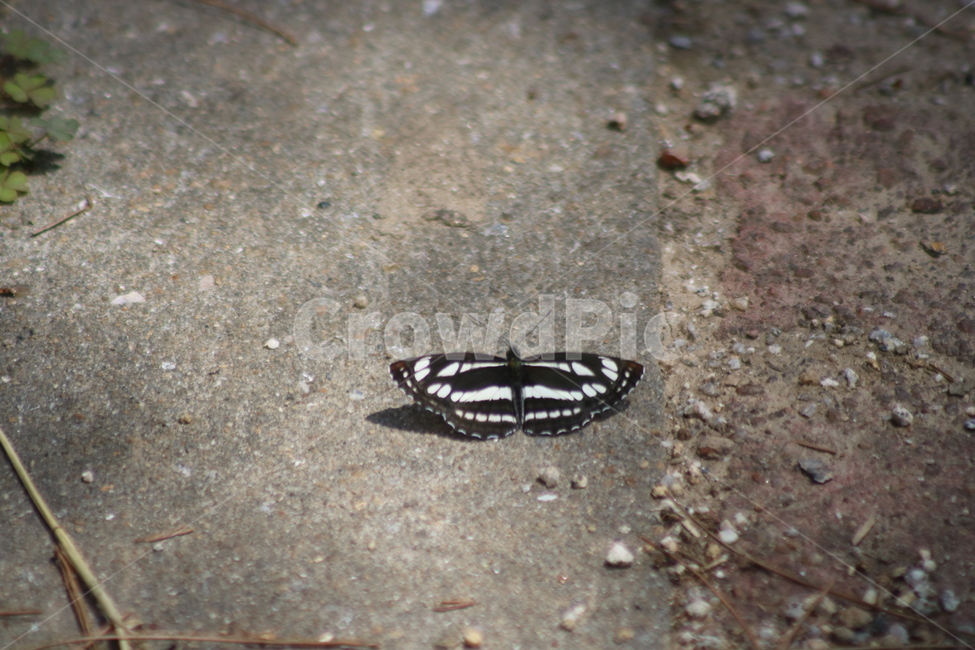 나비,곤충,색감,무늬,봄,감성,배경,휴식,줌,얼룩,아름다운,곤충,벌레,insect,bug