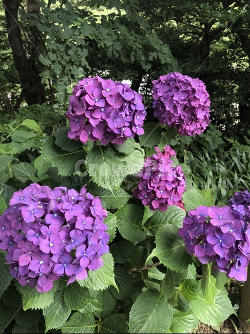 꽃,수국,보라색,여름꽃,자연