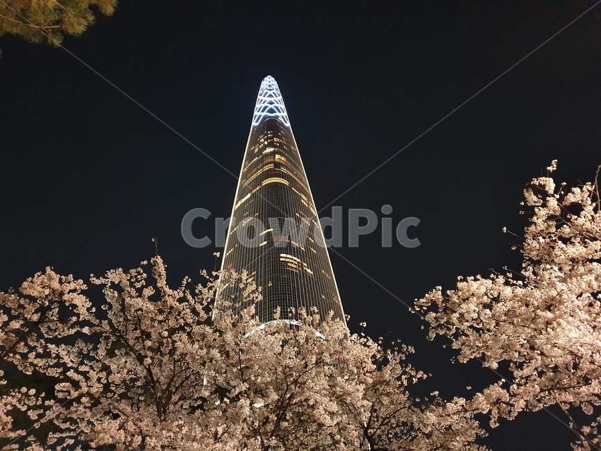 롯데월드타워,벚꽃,야경,봄,꽃,나무