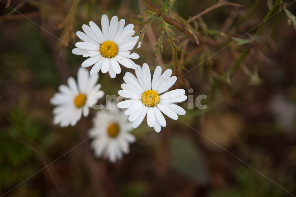 plant,식물,daisies,flower,blossom,꽃,daisy,데이지,자연,공원,식물,자연,plants,nature,꽃,flower