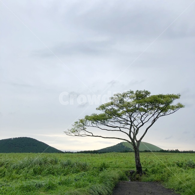 나무,날씨,tree,nature,자연,자연,풍경,nature,landscape,field,들,grassland,목초지,outdoors,옥외,plant,식물
